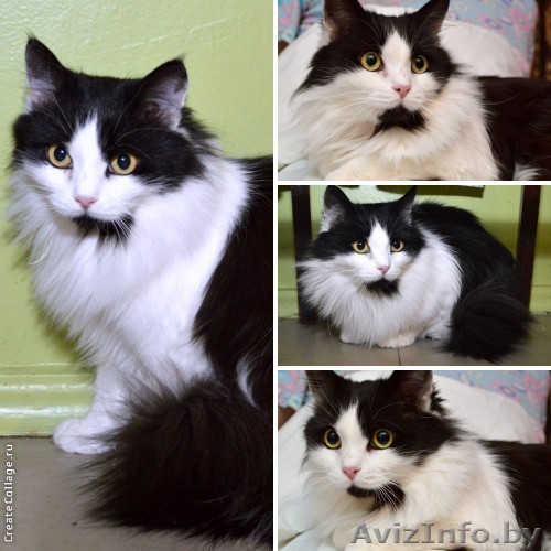 Пушистая красавица сибирской внешности в дар! - Изображение #1, Объявление #864128