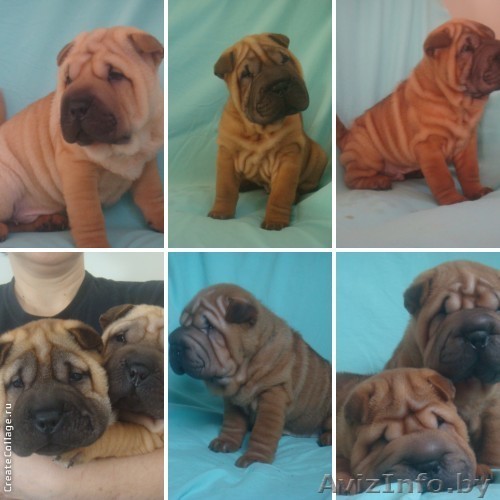 Шар-пей продаются щенки - Изображение #1, Объявление #852103