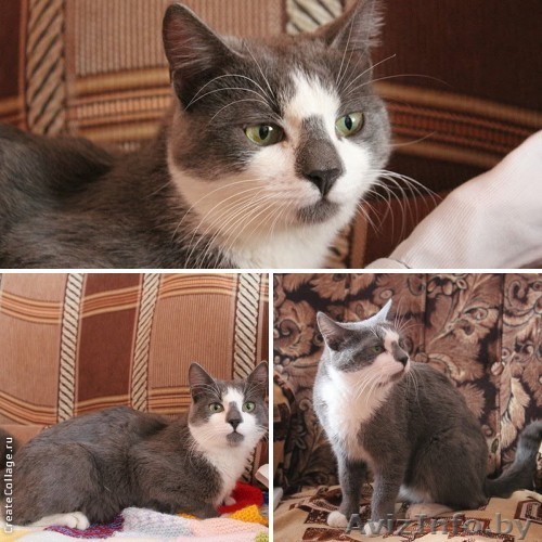 Котик в серой шубке – ласковый Серёжка в дар! - Изображение #1, Объявление #872139