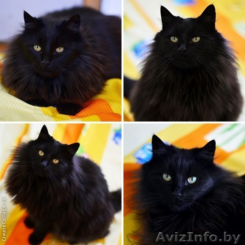 Пушистый чёрный котяра с роскошным хвостом в дар! - Изображение #1, Объявление #855069