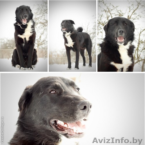 Акбар, крупный, молодой кобель в добрые ркуи! - Изображение #1, Объявление #865024