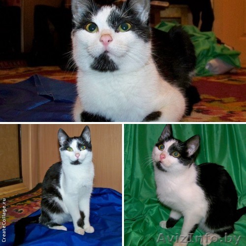 Киша - очаровательная черно-белая кошечка-подросток .В Дар!!! - Изображение #1, Объявление #865022