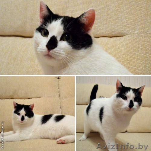 Чёрно – белая классика кино -  кот Жан Люмьер в дар!  - Изображение #1, Объявление #872141