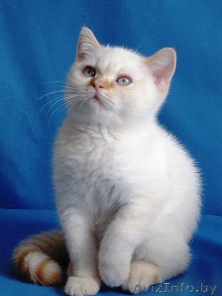 Британские котята ред-поинт - Изображение #1, Объявление #852731