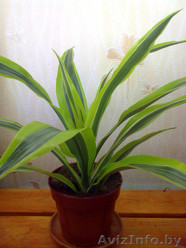 Драцена Компакта. Комнатные растения Минск - Изображение #1, Объявление #872172