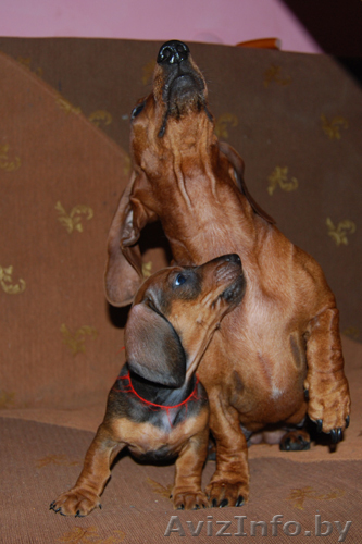 Дрессировка и хендлинг собак  - Изображение #1, Объявление #852099