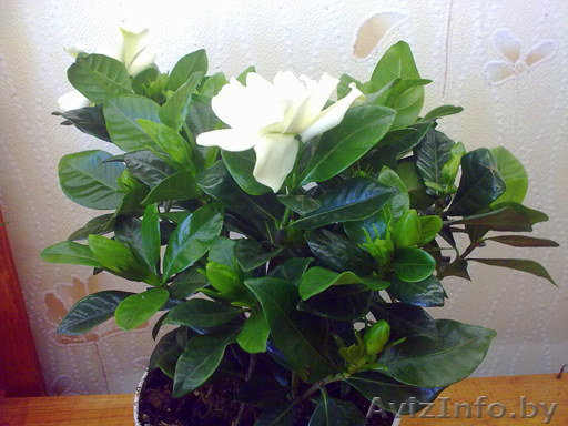 Гардения. Комнатные растения Минск - Изображение #1, Объявление #872171