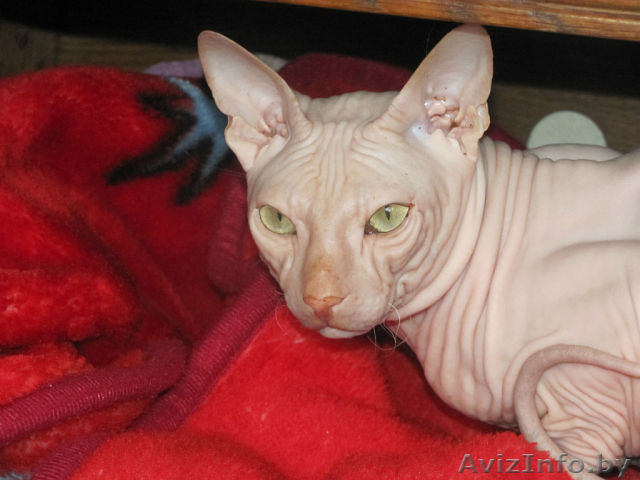 Донской сфинкс на вязку - Изображение #1, Объявление #860695