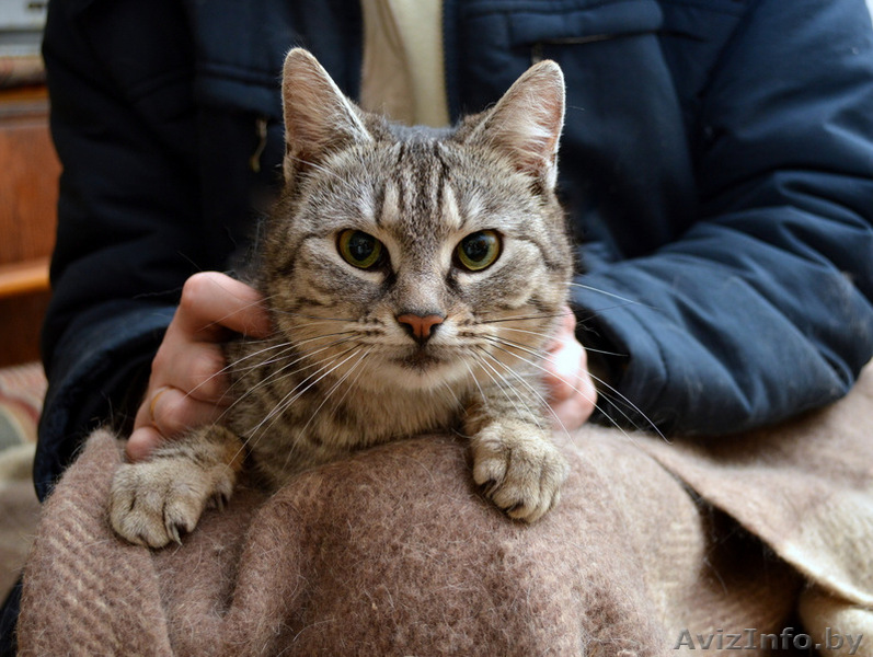 6 котов и кошек ждут помощи - Изображение #1, Объявление #863696