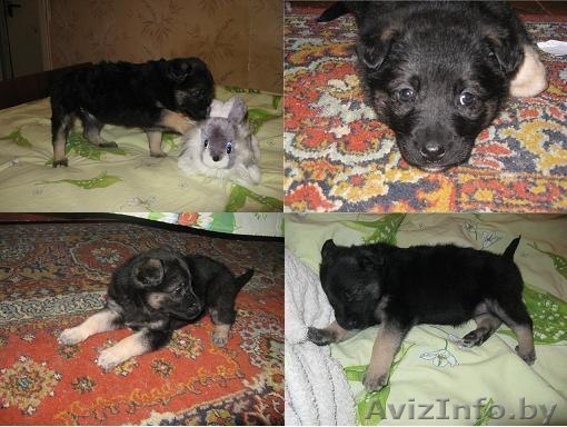Замечательные щенки в дар! - Изображение #1, Объявление #868605