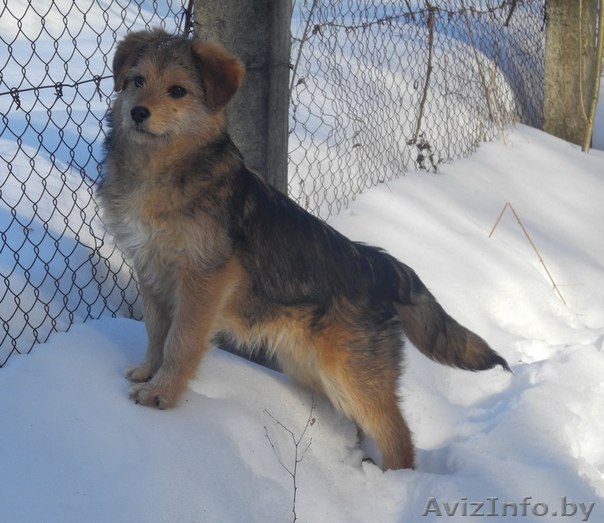 пушистая малышка в дар! - Изображение #1, Объявление #857225