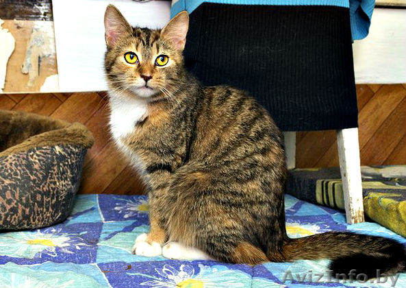 Мэл - красавица в хорошие руки! - Изображение #1, Объявление #855879