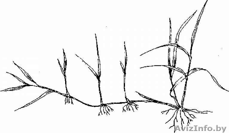 газонная трава  полевица побегообразующая - Изображение #1, Объявление #168115
