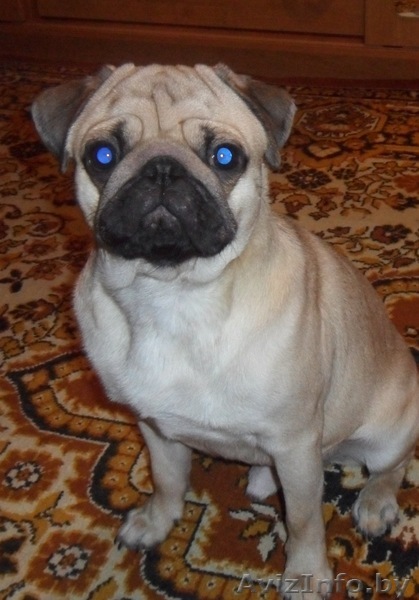 продажа мопса мальчика - Изображение #1, Объявление #864116