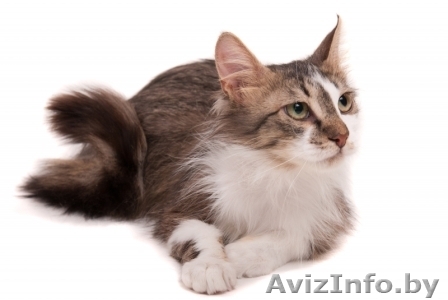 Неотразимый Патрик , молоденький котик в дар , в добрые руки! - Изображение #1, Объявление #881165