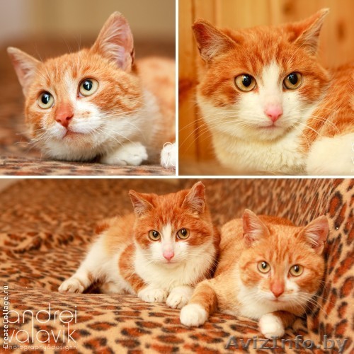 Котята рыжики в дар! - Изображение #1, Объявление #892399