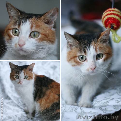 Яркая пухленькая кошечка Беатриса в дар! - Изображение #1, Объявление #873680