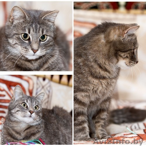 Серебристый вискас - домашняя кошечка в дар! - Изображение #1, Объявление #875532