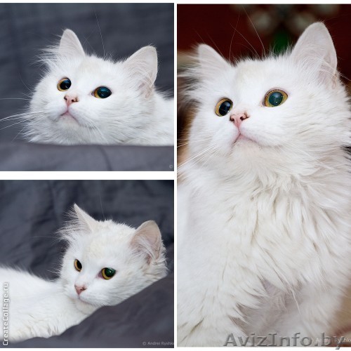 Белоснежный пушистый комочек радости в дар! - Изображение #1, Объявление #875537