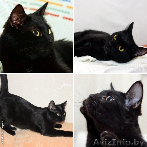 Чёрная шубка – яркоглазая лаковая  пантерка в дар! - Изображение #1, Объявление #886247