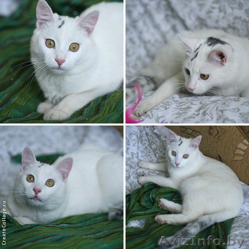 Белоснежное чудо из космоса – котёнок Марс в дар! - Изображение #1, Объявление #879087
