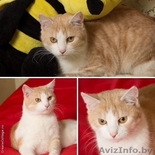 Персиковое облачко с медовыми глазами в дар! - Изображение #1, Объявление #873683