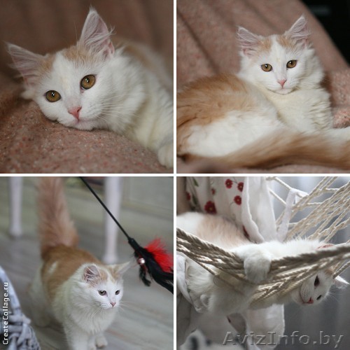 Пушистая кремовая мечта – котёнок  Стёпка в дар! - Изображение #1, Объявление #880496