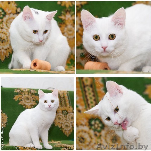 Белоснежный кареглазый котёнок в дар! - Изображение #1, Объявление #874597