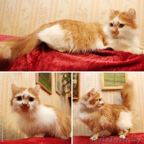 Пушистое облачко с огоньком в дар! - Изображение #1, Объявление #889160