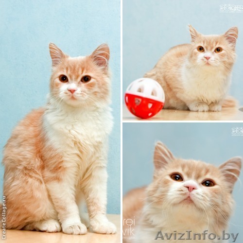 Котёнок кремовый  -  принцесса София в дар ! - Изображение #1, Объявление #879088