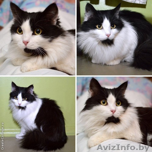 Сибирская пушистая красавица в дар! - Изображение #1, Объявление #880498