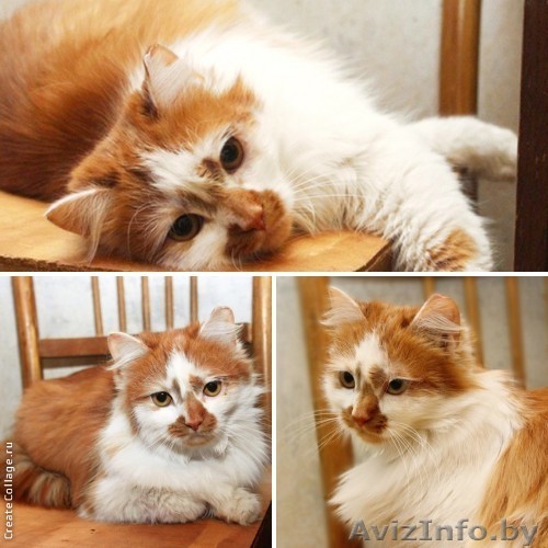 Медовое сладкое очарование в дар! - Изображение #1, Объявление #877509