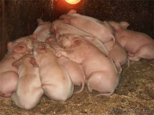 Продаю мясо, поросят - Изображение #1, Объявление #875605