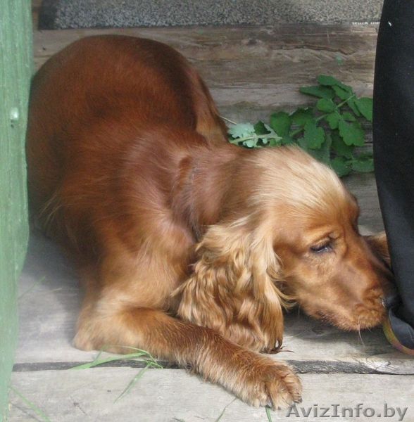 кобель английского коккер-спаниеля - Изображение #1, Объявление #879692