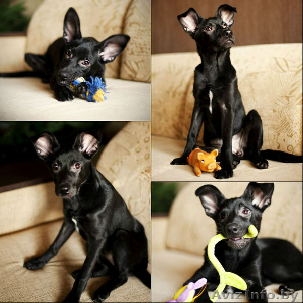 Даша собачка в дар! - Изображение #1, Объявление #880395