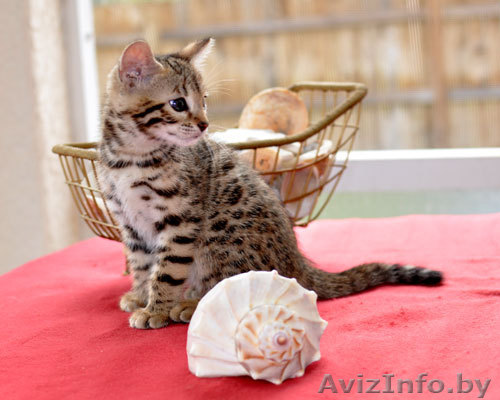 Бенгальский котенок зарегистрированных - Изображение #1, Объявление #876688