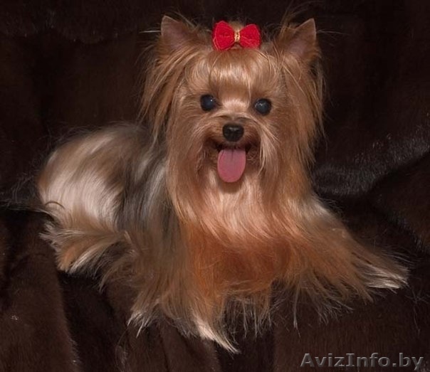 Курсы грумеров в школе Happy Pupil (стрижка собак,кошек) - Изображение #1, Объявление #878961