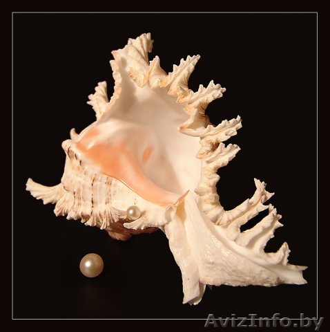 морская ракушка из индии, японии, филипин .... - Изображение #1, Объявление #874617