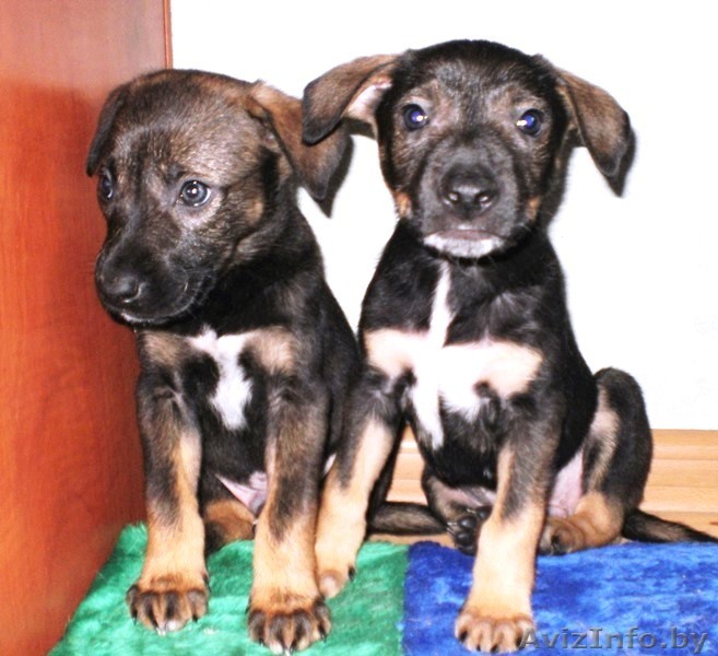 Очаровательные щенки. В дар. - Изображение #1, Объявление #861222
