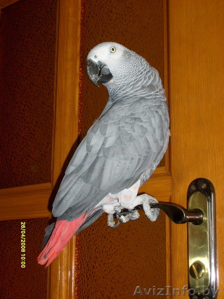 Продается алохвостый Жако.  - Изображение #1, Объявление #880613