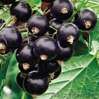 Посадочный материал черной смородины ТИТАНИЯ - Изображение #1, Объявление #877976