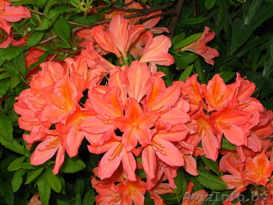 Рододендроны. Саженцы рододендронов. - Изображение #1, Объявление #897285