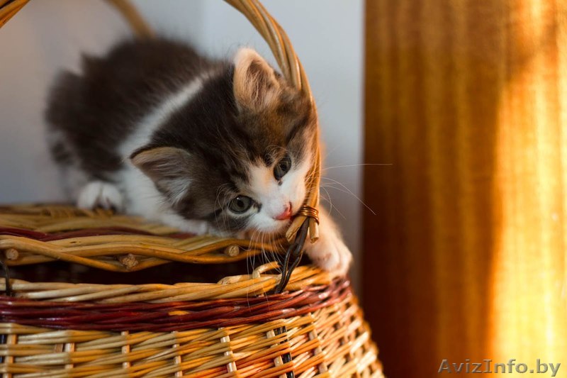 Пушистая кошечка  Айс Крим 1,5 мес в дар! - Изображение #1, Объявление #903332