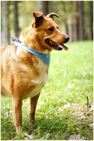 Ханка - рыжая красавица ищет семью - Изображение #1, Объявление #895268