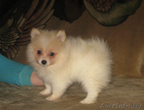 Питомник предлагает - Изображение #1, Объявление #894432