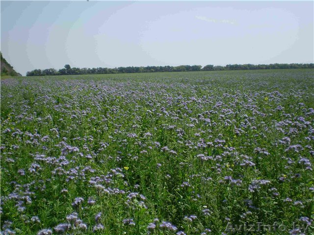 Семена фацелии травы-медоноса - Изображение #1, Объявление #638291