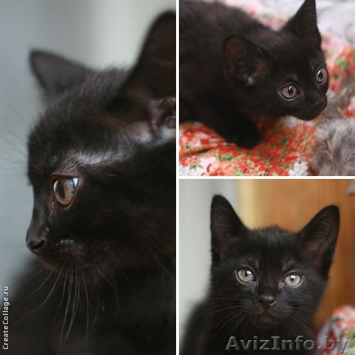 Пушистый чёрный  с дымом котёнок 1 мес в дар! - Изображение #1, Объявление #906892
