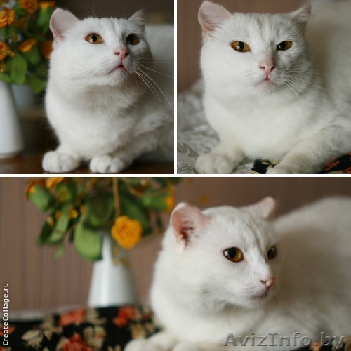 Белоснежка короткошерстная в дар! - Изображение #1, Объявление #903329