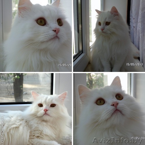Пушистый  перс Лео – белоснежное облако в дар! - Изображение #1, Объявление #903331