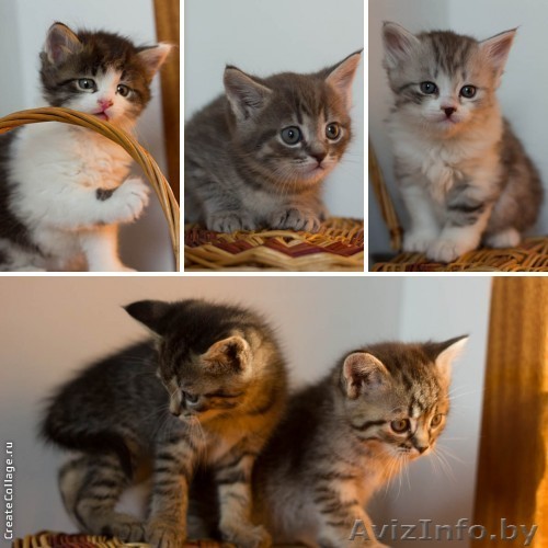 Котята  - пушистые тигрики и вискас в дар! - Изображение #1, Объявление #900846